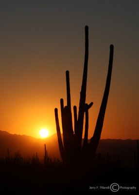Sunset in Saguaro National Park