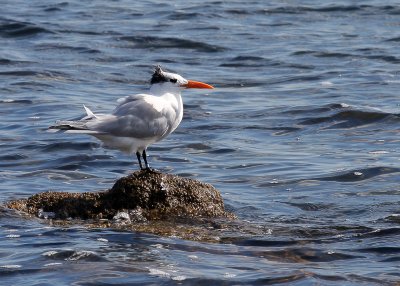 A bird rests on a rock in Biscayne Bay