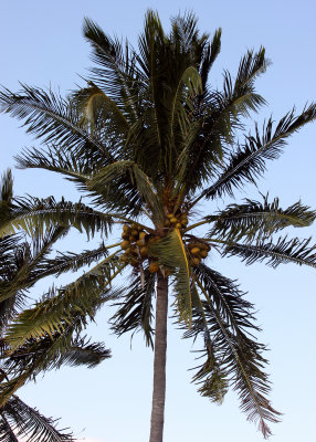 A Palm Tree in Biscayne National Park