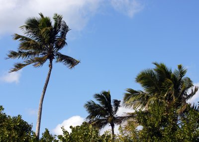 Palm Trees blowing in the wind in Biscayne National Park