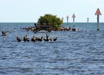 Cormorants and Pelicans off of Convoy Point
