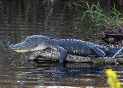 Alligator on a log, Everglades National Park
