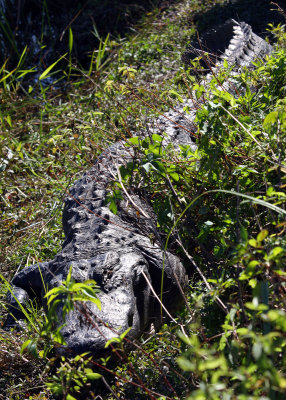 Alligator at rest on a bank