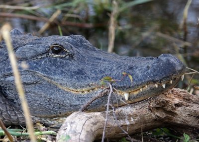 Alligator up close