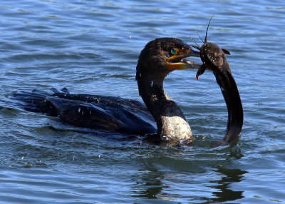 A Cormorant with the catch of the day, Catfish