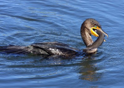 A Cormorant dining on Catfish