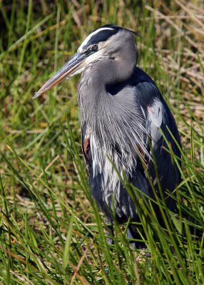 A Blue Heron in the tall grass