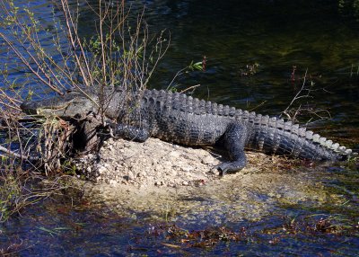 An Alligator suns itself on a small island