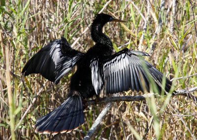 An Anhinga spreads its wings to dry itself