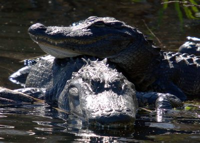 Two Alligators resting in the shallow water of the Everglades