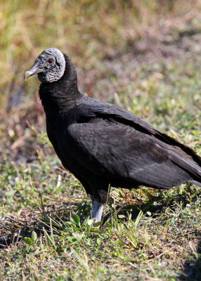 A Vulture scans the landscape for food