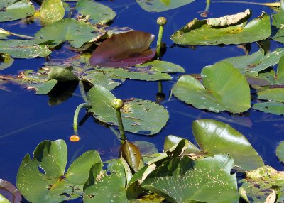 Lilly Pads on the water