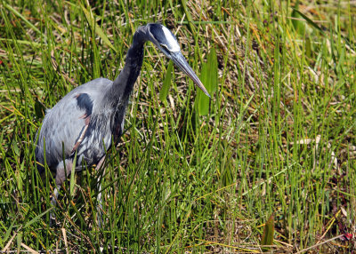 A Blue Heron looks for food in the tall grass