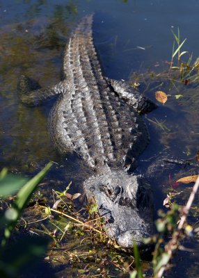 An Alligator in the shallow water
