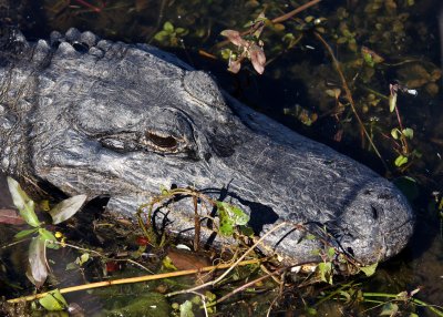 Close-up of an Alligator on the side of the trail