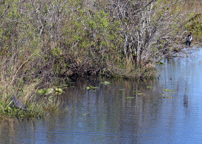 A view of the Everglades landscape