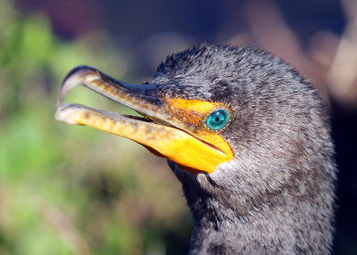 Close-up of a Cormorant