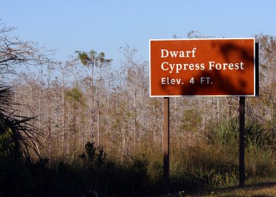 The Dwarf Cypress Forrest near the Pa-hay-okee Overlook