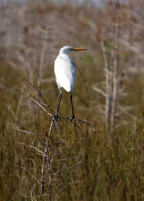 A Great White Heron perched on a Dwarf Cypress