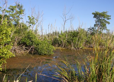 The edge of Mrazek Pond north of Flamingo