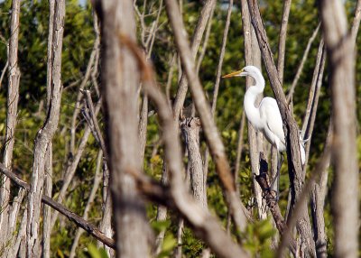 A Great White Heron perched near Mrazek Pond north of Flamingo