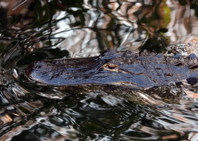 An Alligator slips through the water