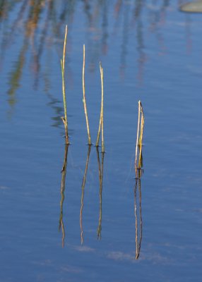 Grass reflected in the water