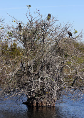 Cormorants and a Anhinga perch above the water in the Everglades