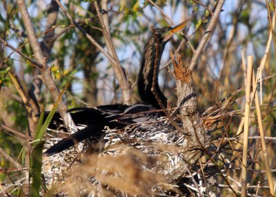A nesting Anhinga