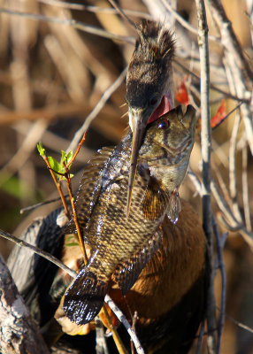 An Anhinga with its catch in its bill
