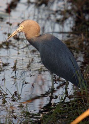 A Little Blue Heron searches for food