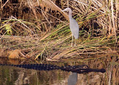  Just another day in the Evergladesan Alligator glides by a Little Blue Heron