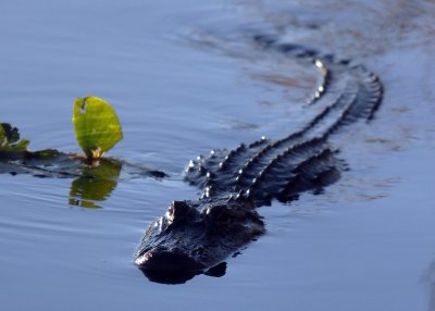 An Alligator maneuvering in the Everglades