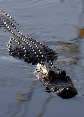 An Alligator in the Everglades