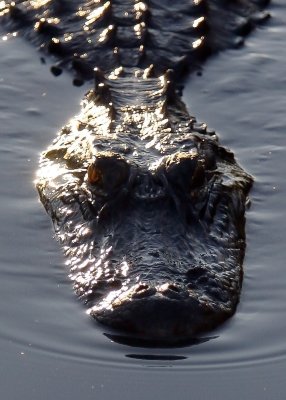 The setting sun reflecting off of an Alligator in the Everglades