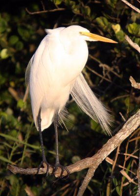 A Great White Heron shows off its plumage