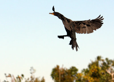A Cormorant comes in for a landing