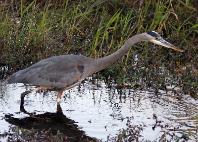 A Blue Heron searches for food