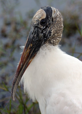 The endangered Wood Stork up close