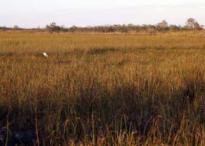 Wide view of the Everglades
