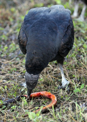 A Vulture dines on snake in the Everglades