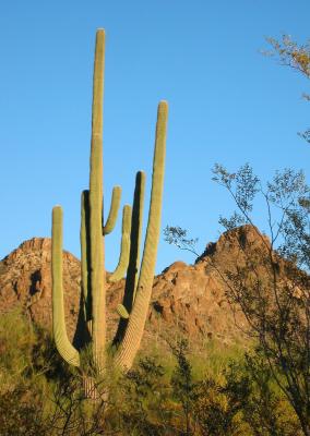 Tucson Mountain Park - Arizona