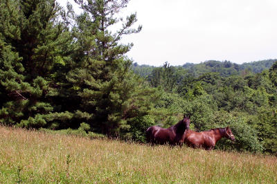 Horses in a Field