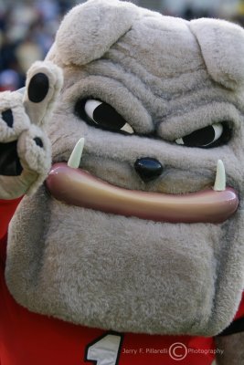 Hairy Dog believes UGA is number one