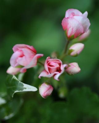 Geranium Buds