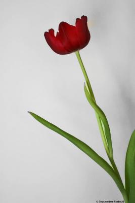 Single Tulip, uncropped