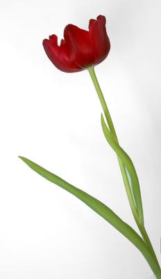 Single tulip, cropped and corrected