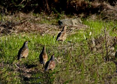 Four Quail - out of here!