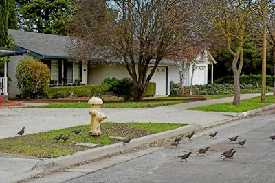 Quail Crossing