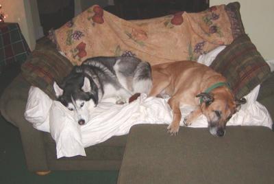 max & monty curled up on the loveseat Dec 2002